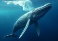 Whale Song Reveals Vast Ocean Data Treasure Trove