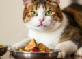 Why Cats Stop Eating — It’s More Than Just Feeling Full