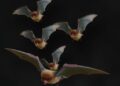 Wild gray bats modify their echolocation calls in response to group dynamics during flight