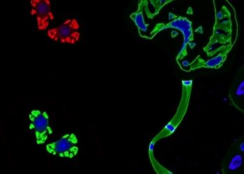 Wnt Signaling Drives Inflammation, EMT in TNBC