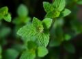 A Novel Perspective on Peppermint: Unveiling New Discoveries — Agriculture