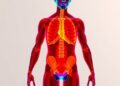 AI Model Analyzes Body Composition to Forecast Health Risks — Technology and Engineering