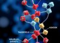 Absolute Quantification of IgG Glycans Unlocks New Avenue for Predicting Biological Age — Medicine