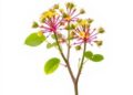 Ancient Plant Populations Reveal Fresh Insights into Climate Resilience — Biology