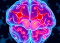 Anti-NMDA Receptor Significance in Children’s Encephalitis — Technology and Engineering