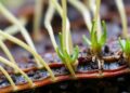 Autophagy in Root Hairs Crucial for Salt Tolerance — Biology