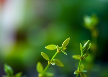 BRIGHT and LanzaTech Forge New Alliance to Advance Carbon-to-Value Biotechnology in Europe — Chemistry