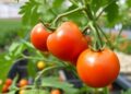 Biochar and Bacillus Join Forces to Boost Cherry Tomato Yields in Greenhouses — Agriculture