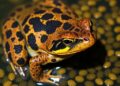 Brookfield Zoo Chicago Achieves Major Milestone in Puerto Rican Crested Toad Conservation with Over 12,000 Tadpoles — Biology