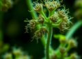 CRISPRi Screening Identifies Fungal-Specific Drug Targets — Biology