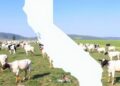 California Dairy Farms Identified as Potential Multiple Transmission Sources of H5N1 Virus — Agriculture