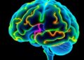 Cerebellar Growth Links Brain Maturation and Language — Technology and Engineering
