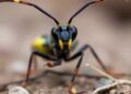 Chilean Wasp Honors Sir David Attenborough’s 100th Birthday with New Species Name — Biology