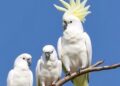 Cockatoos Mimic Peers to Sharpen Adaptation Skills, Study Finds — Biology