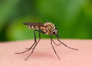 Could Patchouli Oil Protect Your Skin from Mosquito Bites? — Chemistry