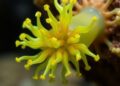 Could Sea Squirts’ Nano-Packaging Unlock a New Era in Sea Forest Restoration? — Technology and Engineering