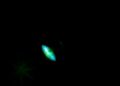 Decoding Darkness: Photoreceptor Functions With and Without Light — Biology