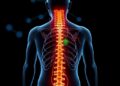 Electroacupuncture and Spinal Neural Cell Transplantation Synergize to Enhance Nerve Regeneration and Functional Recovery After Spinal Cord Injury — Biology