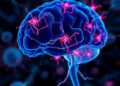 Excessive Neuronal Activity Initiates Severe Autoimmune Brain Disorder — Biology