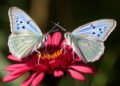 Fischer’s Blue Butterflies Less Attractive on Non-Native Diet, Study Finds — Biology