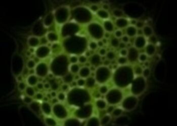 Free Fatty Acids Trigger Mammary Epithelial Cell Death in Ketotic Dairy Cows Through Endoplasmic Reticulum Stress — Agriculture