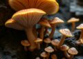 Fungi Harness Ancient Antimicrobial Proteins to Combat Hosts and Their Microbiomes — Biology