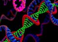 GWAS Uncovers SUBER GENE1 Role in Suberization — Biology
