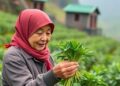 Granular Data Vital for Predicting China’s Micronutrient Shifts — Technology and Engineering
