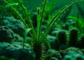 Green Electrosynthesis Paves the Way for Direct Amines Production from Atmospheric Nitrogen — Chemistry