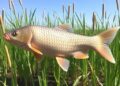 Groundbreaking Breakthrough: World’s First Intermuscular Bone-Free Grass Carp Developed — Agriculture