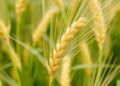 High-Quality Wheat Genome Reveals End-Use Evolution — Biology