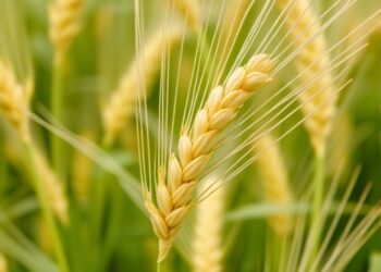 High-Quality Wheat Genome Reveals End-Use Evolution — Biology