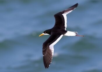 High School Teacher Citizen Scientist Tracks Five Years of Black Skimmer Migration, Reveals Farthest Breeding Dispersal in Eastern US — Biology