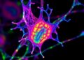High-Speed Hyperspectral Microscopy with Enhanced Resolution — Technology and Engineering