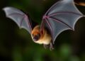 How Bats Filter Out Background Noise to Sharpen Prey Detection — Biology