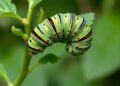 How Bean Plants Detect Hungry Caterpillars and Signal for Help — Agriculture
