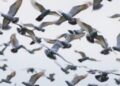 How Homing Pigeons Simplify Navigation While Flying Home in Flocks — Biology