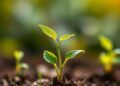 How Plants Adjust Their Energy Balance to Cope with Stress — Biology