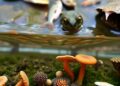 How River DNA Simultaneously Tracks Fish, Frogs, Fungi, and Human Feces — Biology