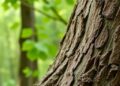 How Tree Bark Can Purify Water and Air — Technology and Engineering