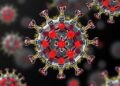 How Type VI Secretion System Loads Effectors — Biology