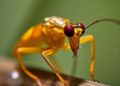 How Water Fleas Sense Their Predators: A Scientific Insight — Biology