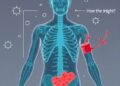 How the Body Naturally Halts Bleeding: A Scientific Insight — Technology and Engineering