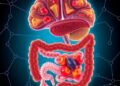 How the Gut Reprograms the Brain to Crave Essential Nutrients — Biology