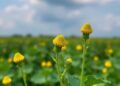 Huazhong Agricultural University Researchers Discover Crucial Boron Transporter Genes to Enhance Rapeseed Yield — Biology