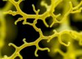 Hybrid Bioprinting Creates Capillary-Scale Vascular Networks — Technology and Engineering