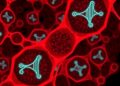 IL-6, IL-10, IL-17 Dysregulation in Iraqi Diabetic Kids — Technology and Engineering