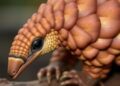 Illicit Pangolin DNA Uncovers Key Hotspots in Illegal Wildlife Trade — Biology