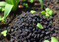 Illinois Study Explores Designer Biochar Pellets for Enhanced Phosphorus Management in Agriculture — Agriculture
