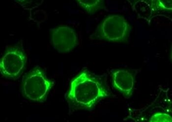 Indocyanine Green Fluorescence Differentiates Neuroblastic Tumors — Technology and Engineering